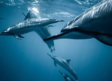 开云APP-C罗：拳击比足球更难 在曼联练拳击帮我提高球技